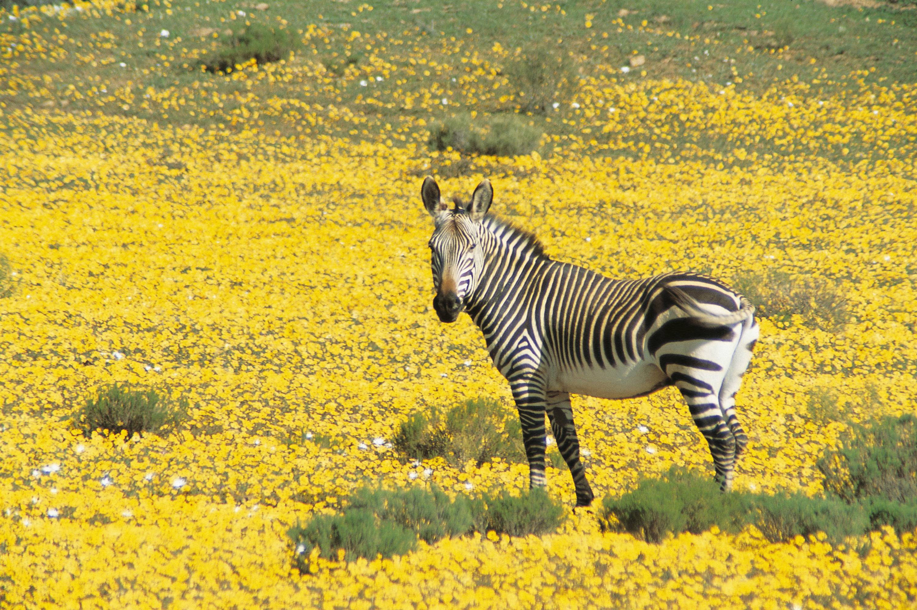 Bushmans Kloof Wildlife Zebra.jpg