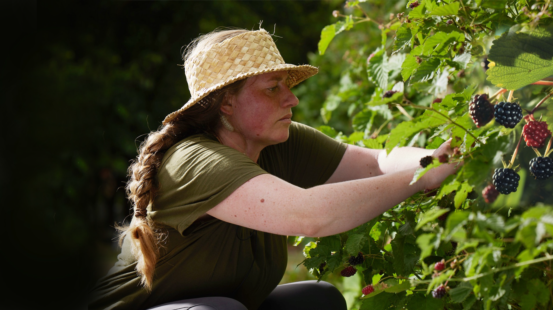 新西兰尼尔森瑰宝：波森莓——自然界的“天然抗氧化剂”
