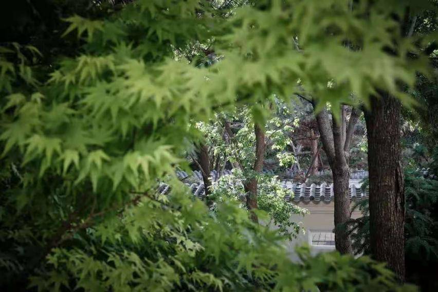 国际影后刘嘉玲与缦合·北京对话自然：追寻内心的宁静