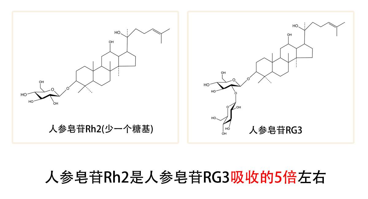 护命素人参皂苷rh2是如何增强免疫力的呢?