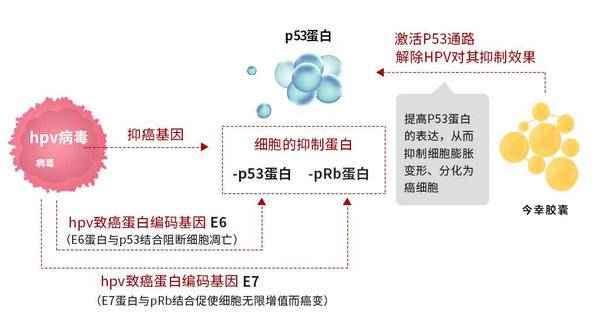 HPV病毒��抑制�胞��P53（抑癌基因）蛋白的表�_(1).jpg