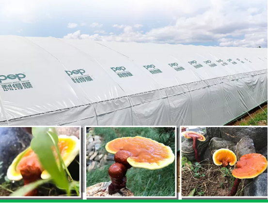 智能 冠寓双11「好好goyoo」节,海量租房福利享不停 芝人堂灵芝孢子油